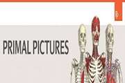 راهنمای استفاده از پایگاه Primal Pictures